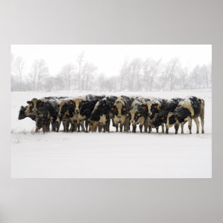 Póster Vacas