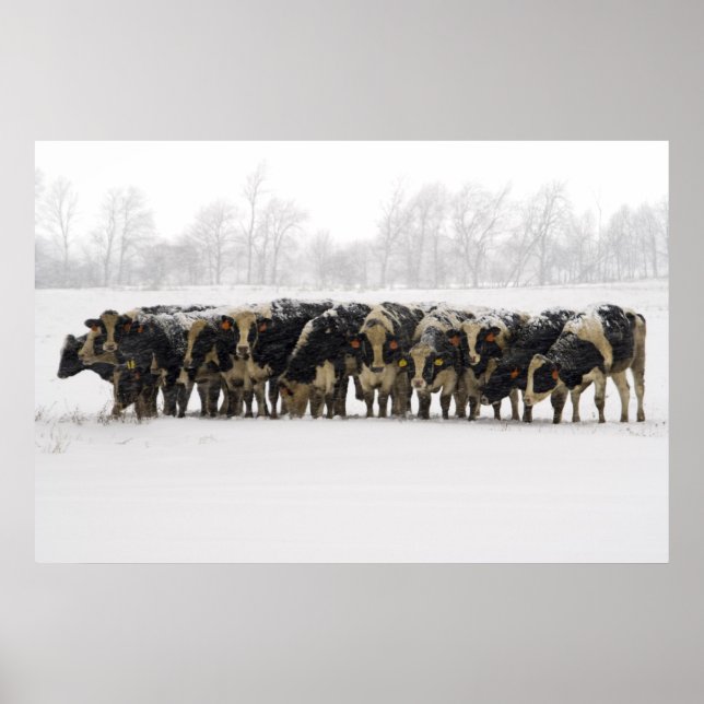 Póster Vacas (Frente)