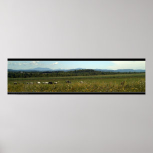 Póster Vacas