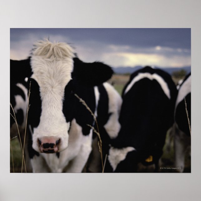 Poster Vacas 3 (Frente)