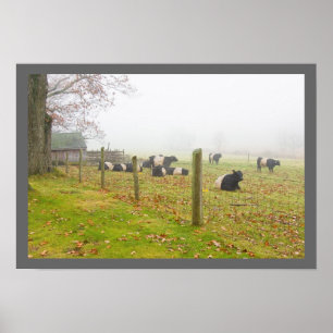 Póster Vacas cercadas de Galloway em Rockport Maine
