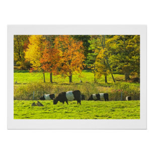 Póster Vacas cercadas de Galloway na fazenda de Rockport