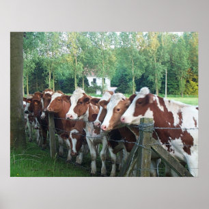 Poster Vacas curiosas