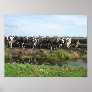 Póster Vacas curiosas de Holstein do Frisian