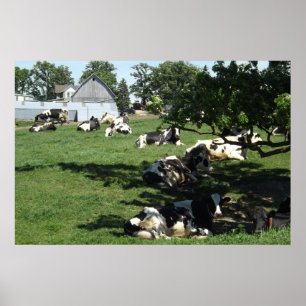 Póster Vacas de descanso no cargo de Midwest da
