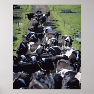 Póster Vacas de leiteria de Fresian, esperando a ordenha,