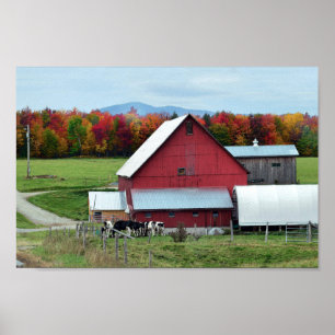 Poster Vacas de leiteria de Vermont no celeiro