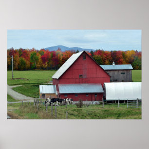 Póster Vacas de leiteria de Vermont no celeiro vermelho