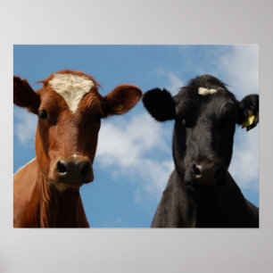 Poster Vacas de Riverton, Devon, Inglaterra