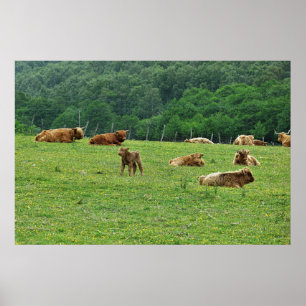 Poster Vacas do interior