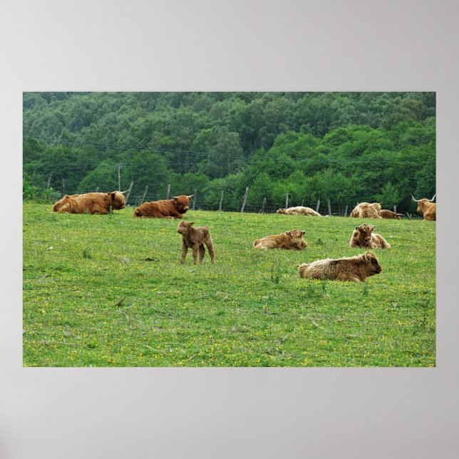 Poster Vacas do interior (Frente)