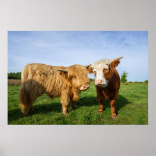 Poster Vacas do planalto