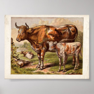 Póster Vacas do vintage
