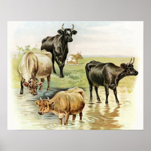 Poster Vacas dos animais de fazenda da arte do vintage