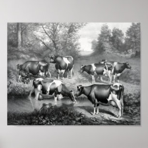 Poster Vacas em pastagens