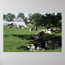 Vacas em repouso na Fazenda Fotografia Midwest Pos