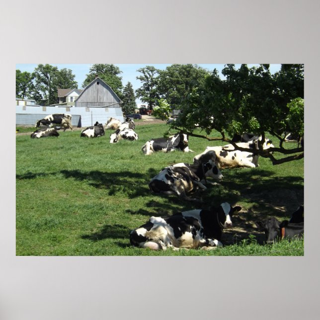 Póster Vacas em repouso na Fazenda Fotografia Midwest Pos (Frente)