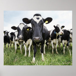 Poster Vacas em uma Linha
