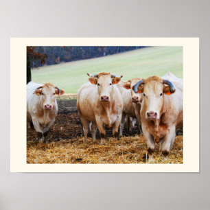 Póster Vacas francesas