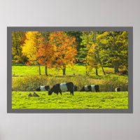 Vacas Galloway Cinturadas Na Fazenda Rockport Main