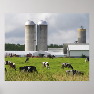 Poster Vacas leiteiras e fazenda perto do Condado de Tayl