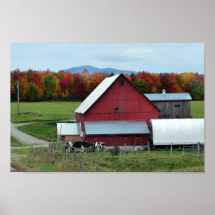 Poster Vacas leiteiras Vermont no Barn