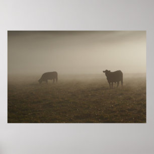 Póster Vacas na foto da névoa
