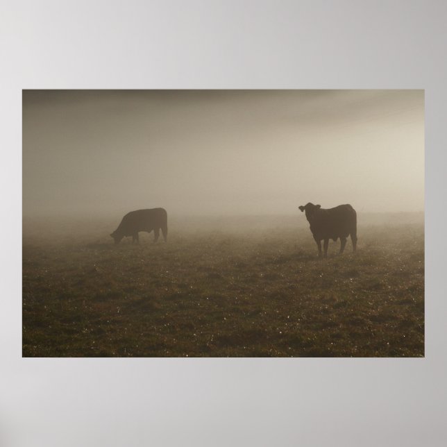 Póster Vacas na Foto Mist (Frente)