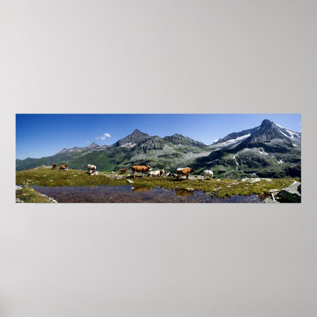 Póster Vacas Nas Montanhas (Frente)