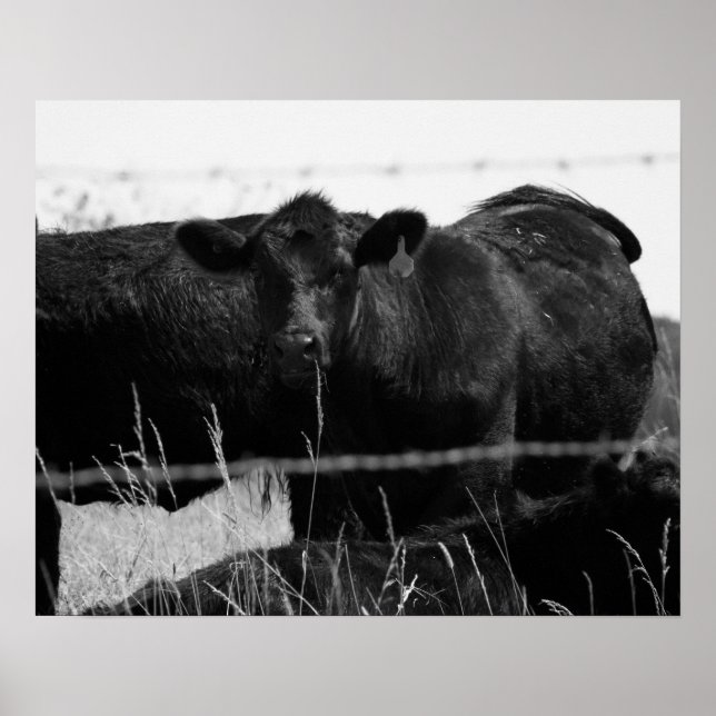 Poster Vacas negras e brancas atrás da cerca de arame far (Frente)