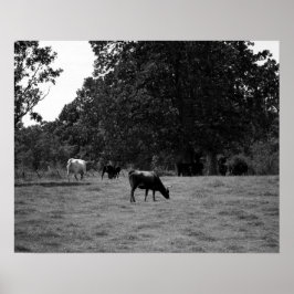 Poster Vacas negras e brancas em uma encosta 16x20