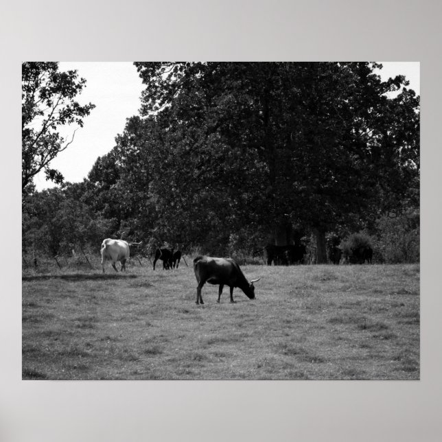 Poster Vacas negras e brancas em uma encosta 16x20 (Frente)