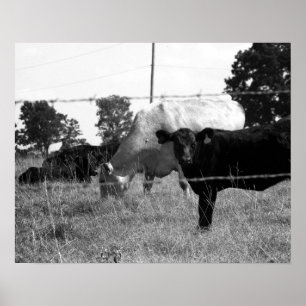 Poster Vacas negras e brancas varrendo atrás do arame far