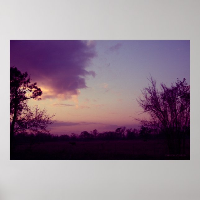 Póster Vacas no Campo (Frente)