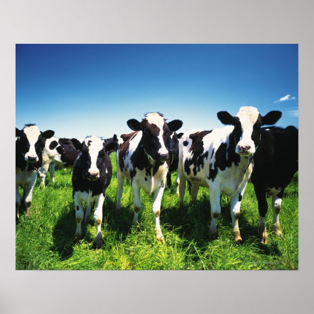 Poster Vacas no campo, cidade de Betsukai, Hokkaido (Frente)