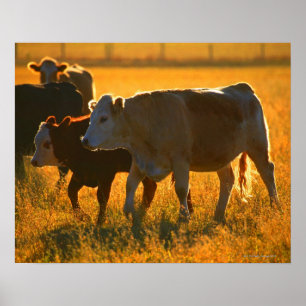 Póster Vacas no pasto 2
