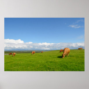 Poster Vacas pastando em um prado na Irlanda pôster