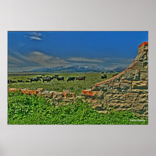 Póster Vacas pelo Montains louco