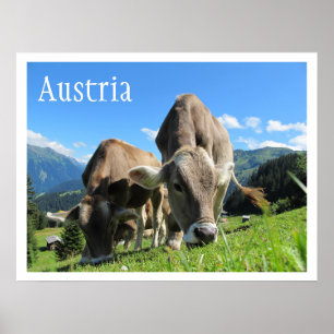 Póster Vacas rastejando em Montanhas, Alpes Austríacos