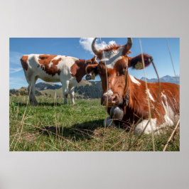 Poster Vacas suíças
