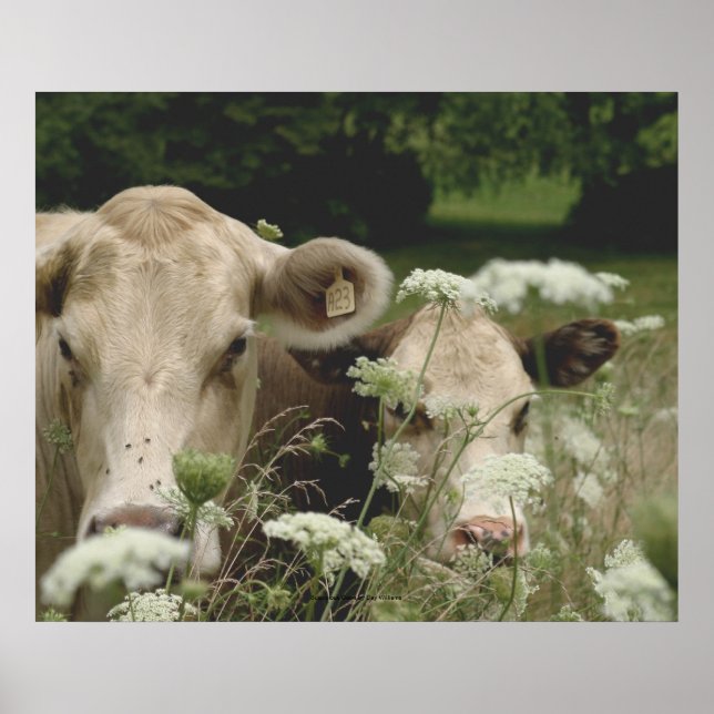 Póster Vacas Suspeitas (Frente)