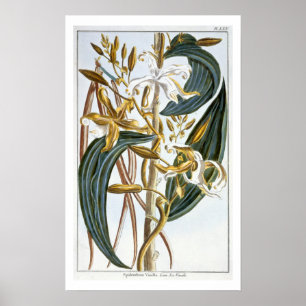 Póster Vagens da baunilha, placa 65, 'da coleção