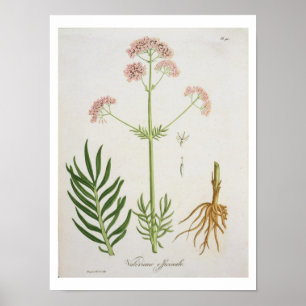 Poster Valerian de "Phytographie Medicale" pelo Ro de