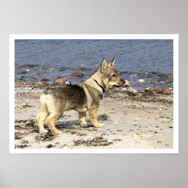 Póster Vallhund sueco em Praia (Frente)