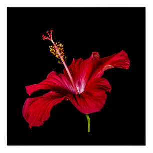 Póster Valor da Flor de Hibisco Vermelho Vista Lateral