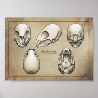 Póster Vampire Bat Skull