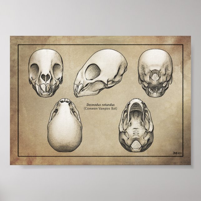 Póster Vampire Bat Skull (Frente)