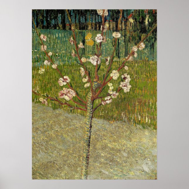 Poster Van Gogh - Árvore De Amêndoa No Flor (Frente)