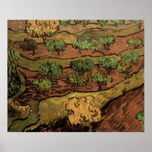 Póster Van Gogh Olive Trees Contra um Morro