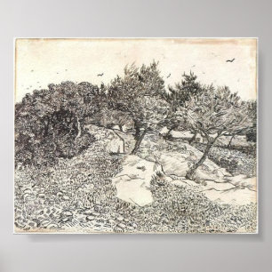 Póster Van Gogh - Oliveiras